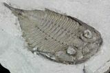 Dalmanites Trilobite Fossil - New York #99074-3